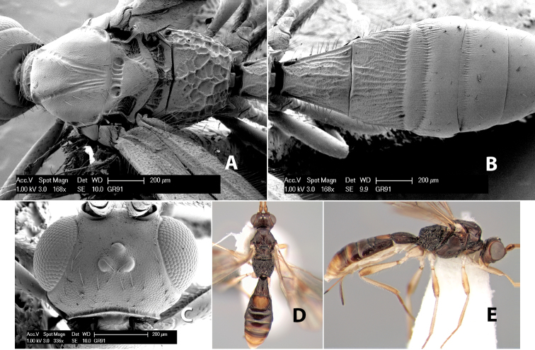 Figure 200.