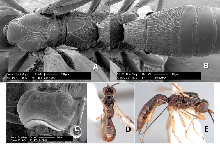 Figure 235.