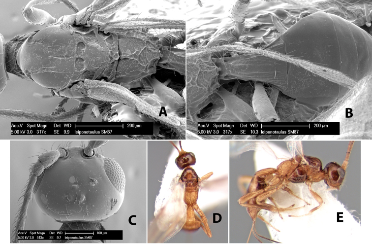 Figure 247.