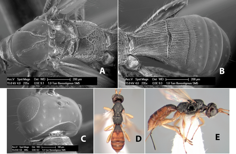 Figure 238.