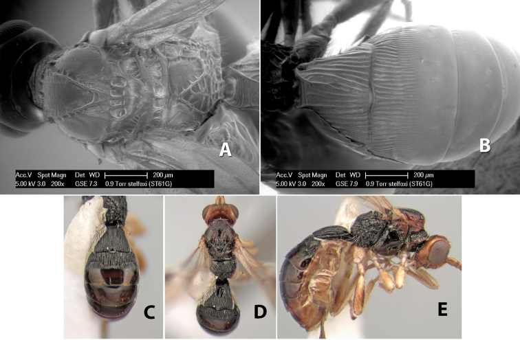 Figure 114.