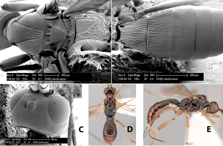 Figure 162.