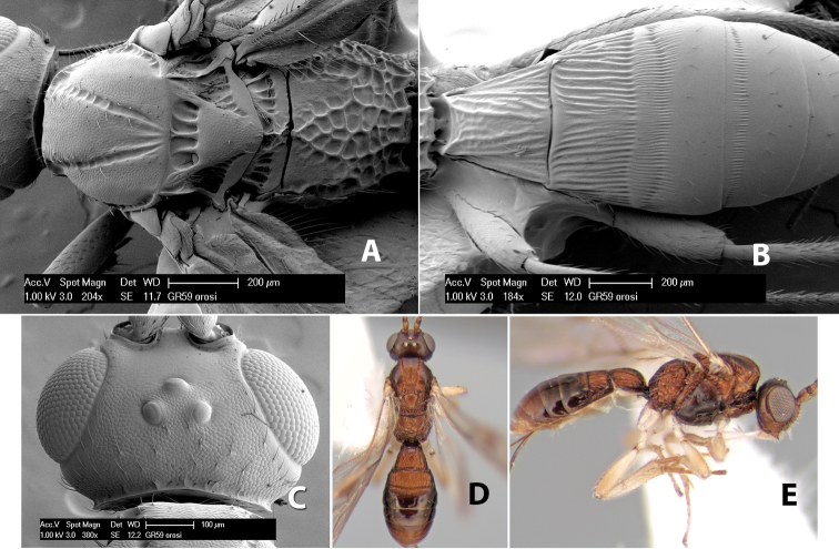 Figure 176.