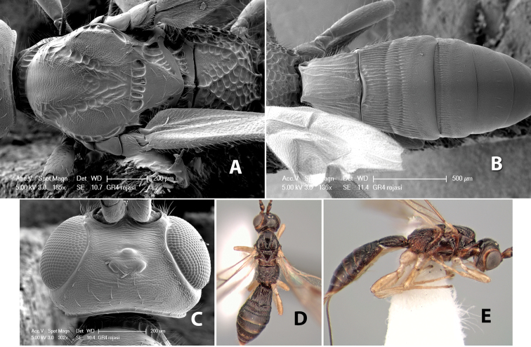 Figure 188.