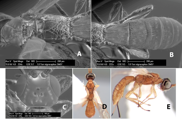 Figure 262.