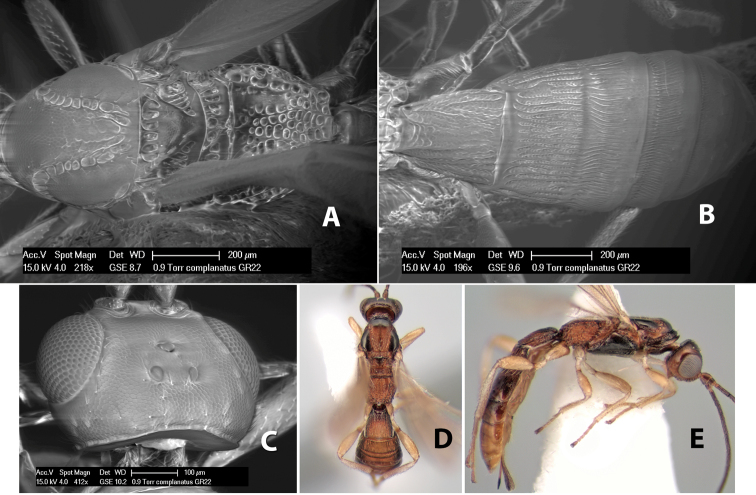 Figure 151.