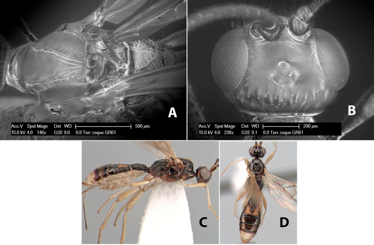 Figure 206.