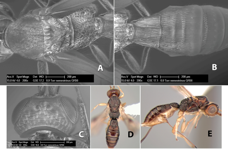 Figure 175.