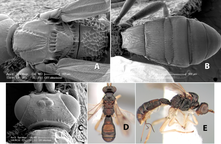 Figure 155.