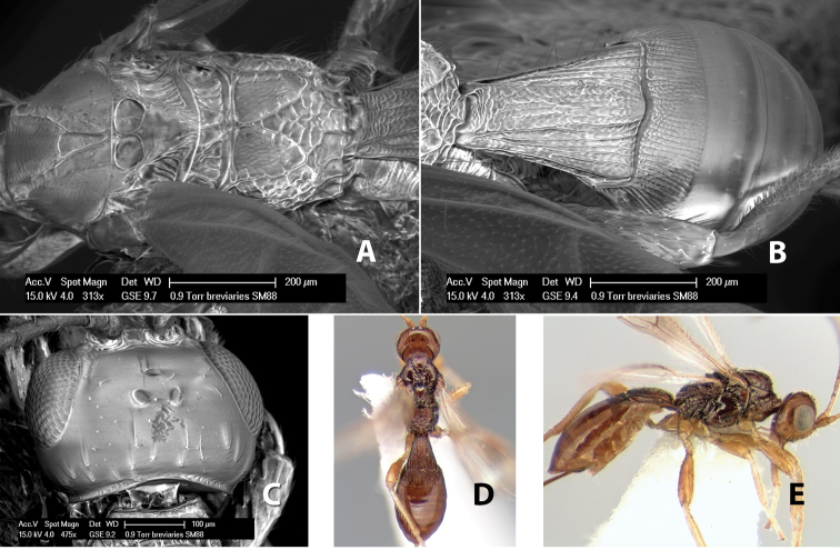 Figure 215.