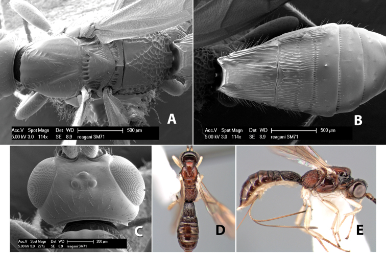 Figure 275.