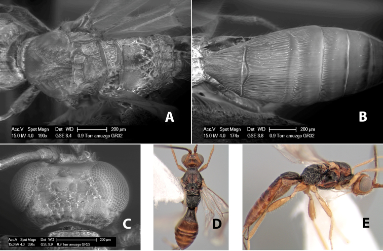 Figure 135.