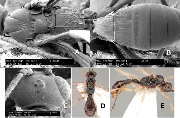 Figure 157.