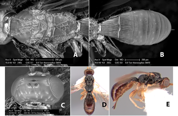 Figure 285.