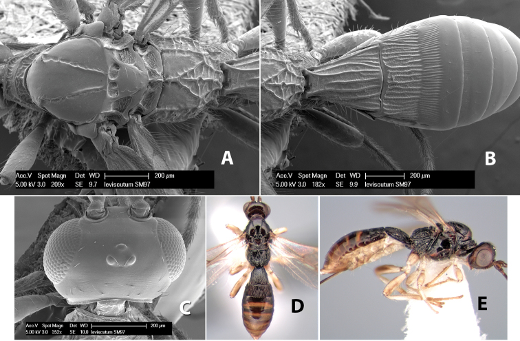 Figure 248.