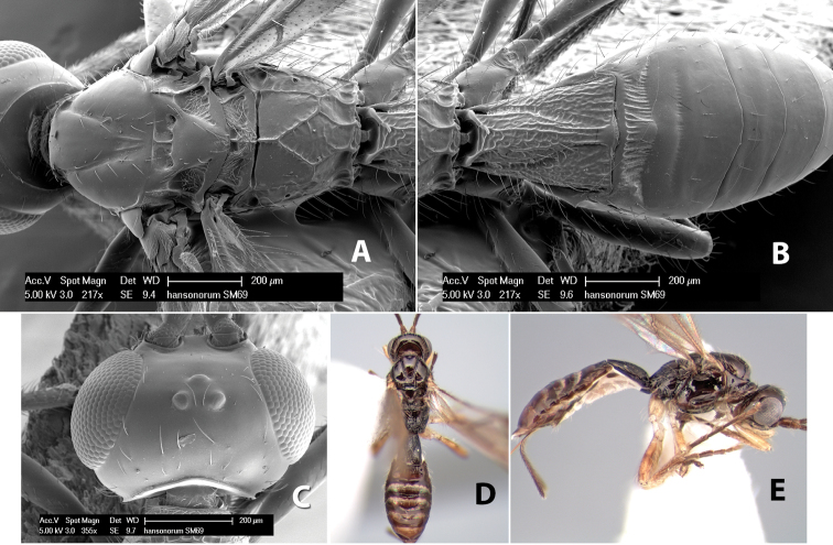 Figure 240.