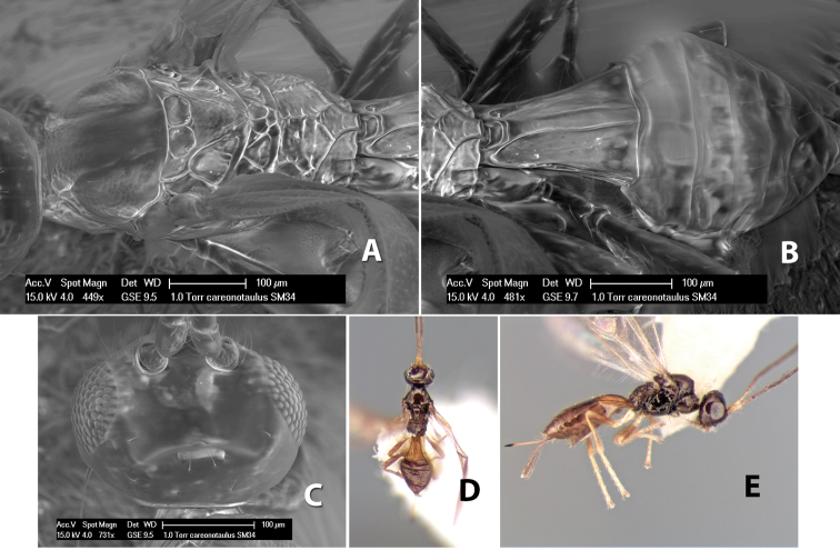 Figure 218.