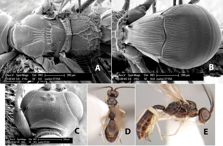 Figure 34.