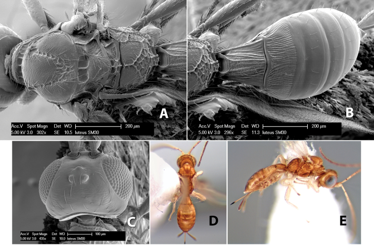 Figure 255.