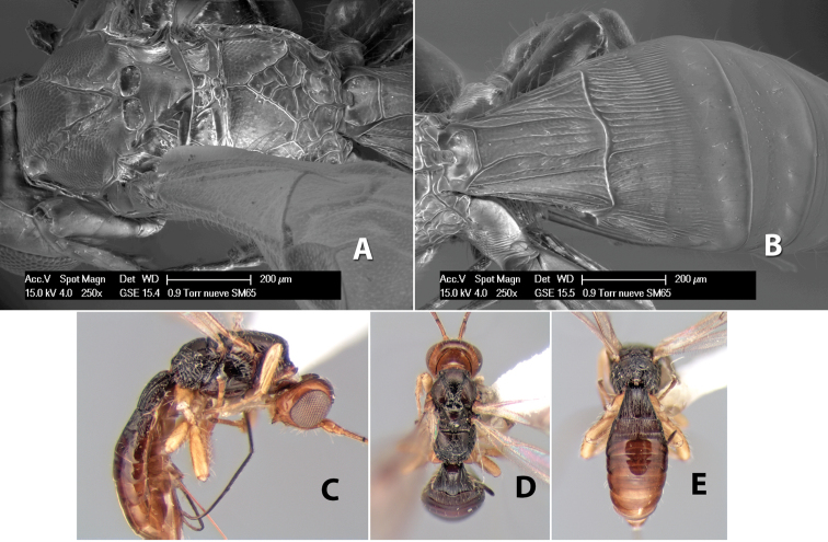 Figure 263.