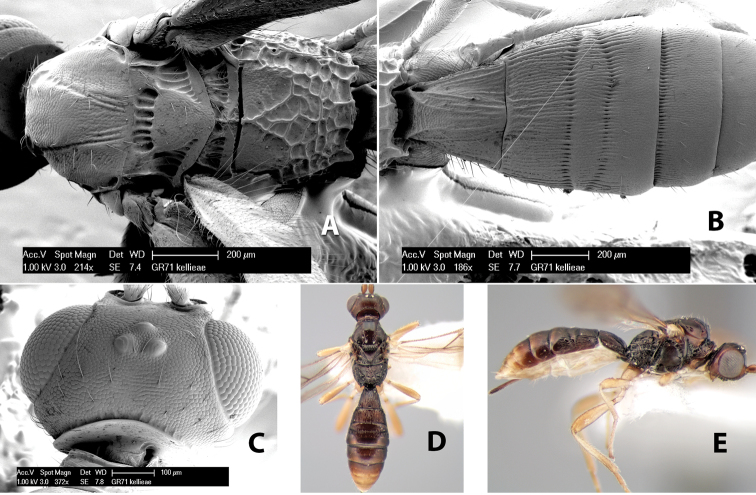 Figure 164.