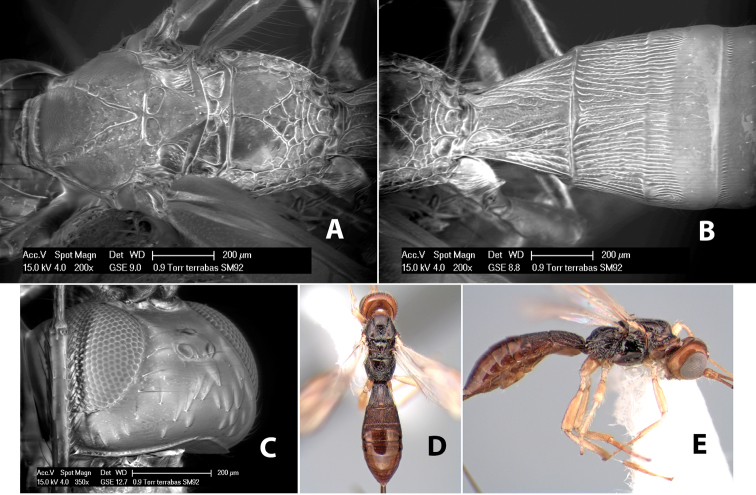 Figure 284.