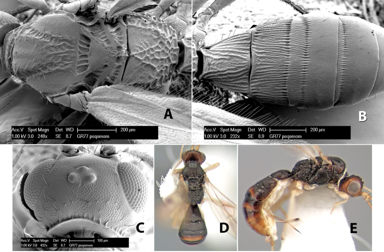 Figure 182.