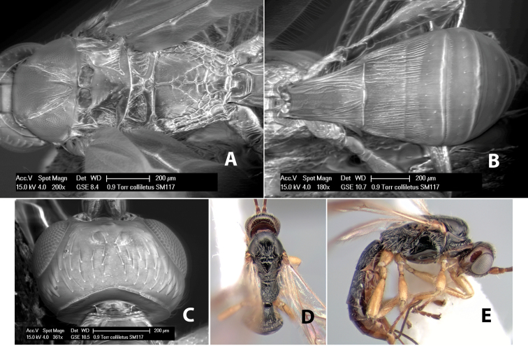 Figure 224.