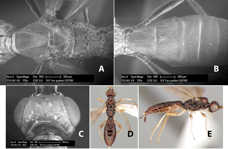 Figure 177.