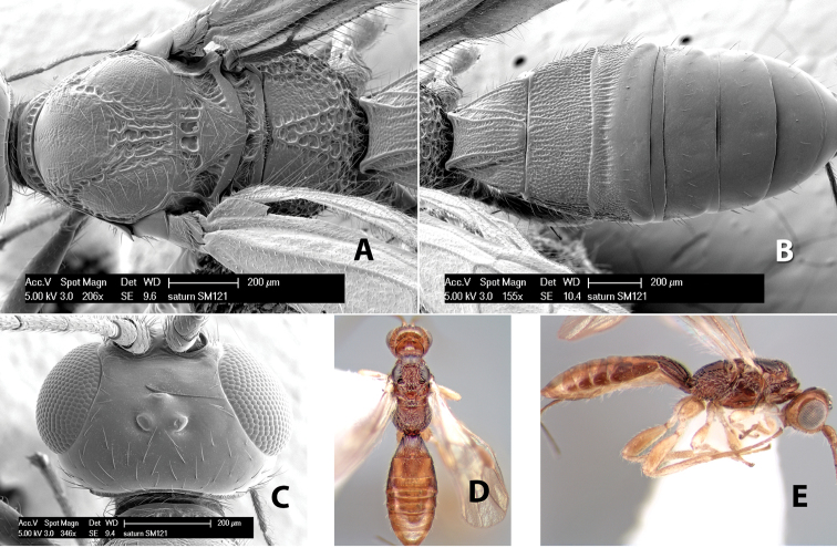 Figure 279.