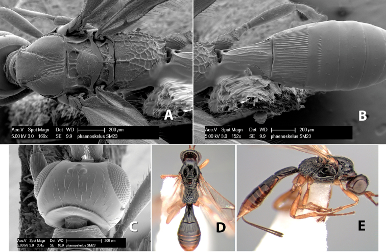 Figure 270.