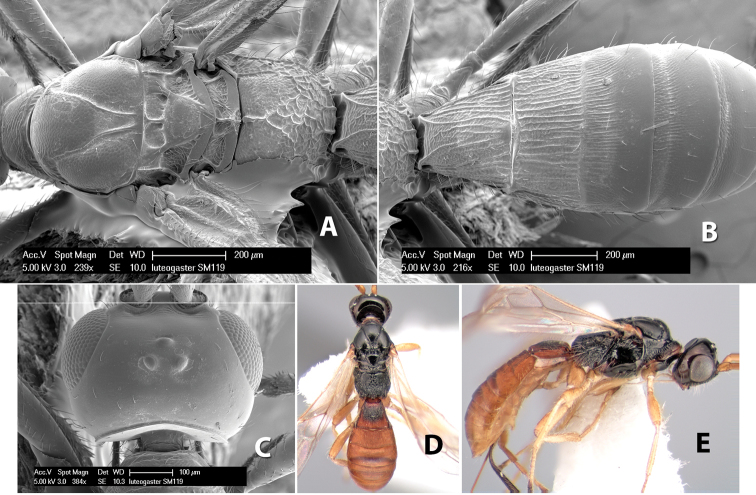 Figure 252.