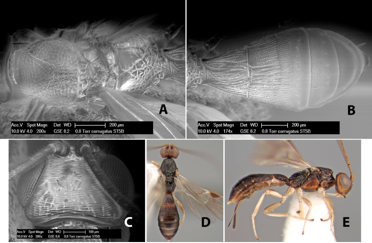 Figure 30.