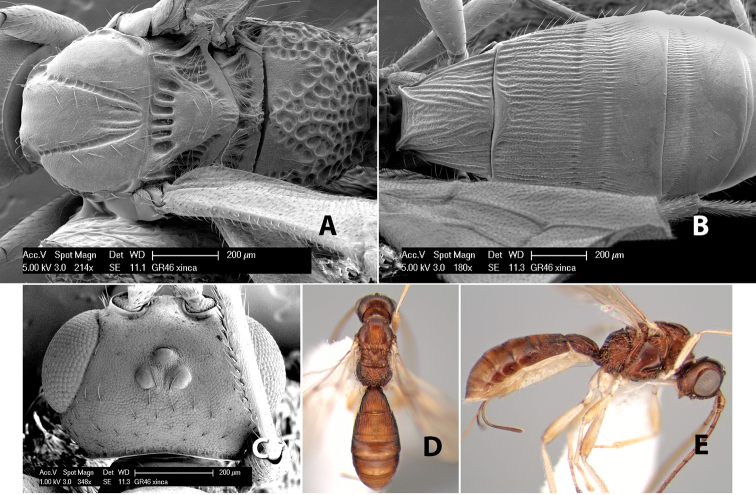 Figure 203.