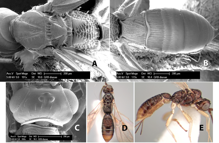 Figure 154.