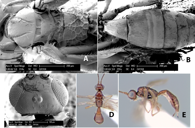 Figure 174.