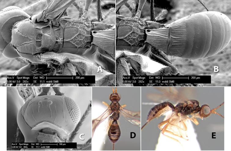 Figure 295.