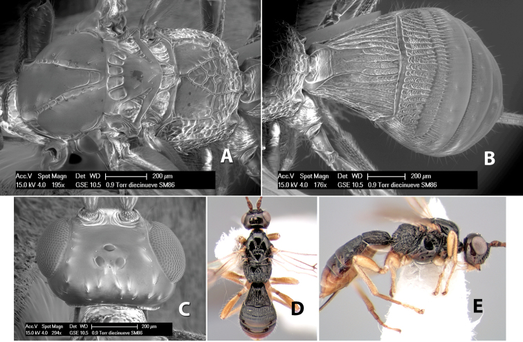 Figure 229.