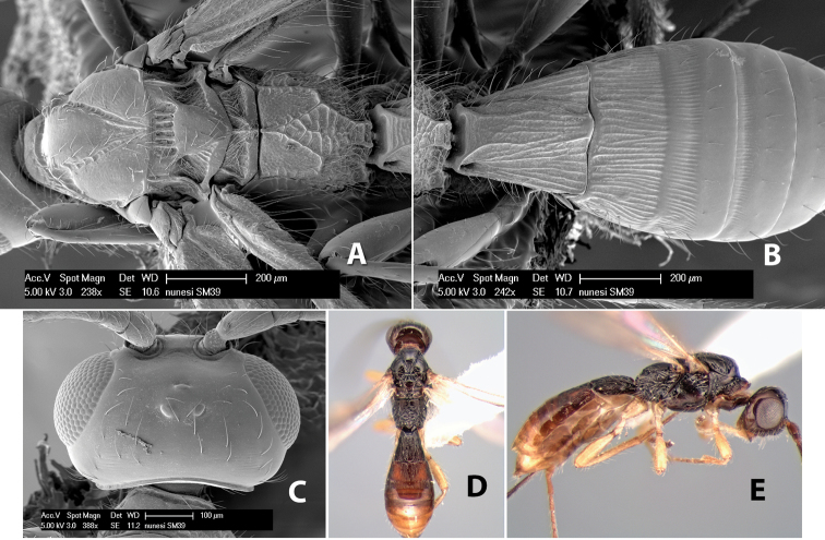 Figure 264.