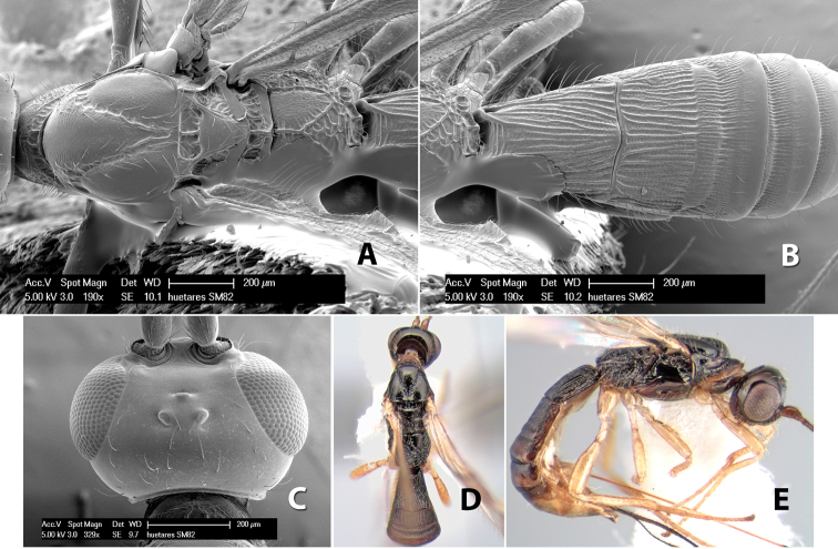 Figure 244.