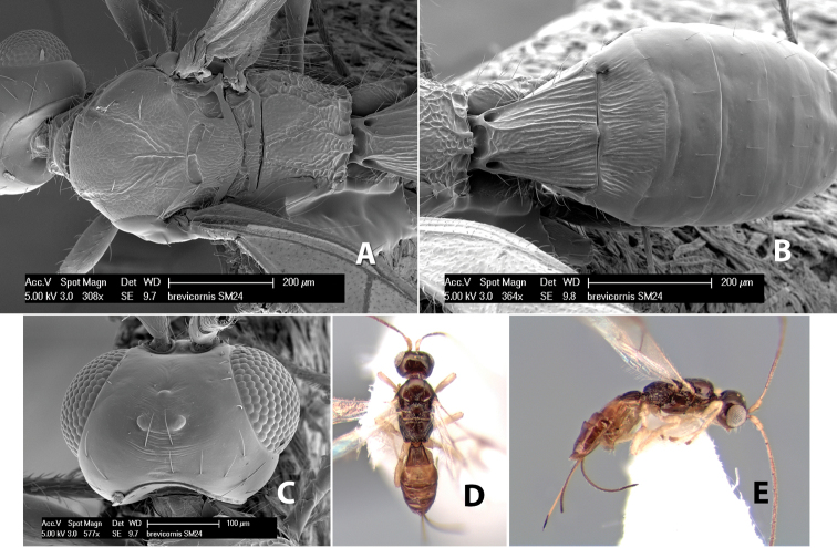 Figure 216.