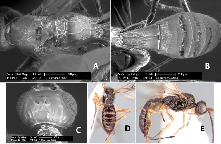 Figure 265.