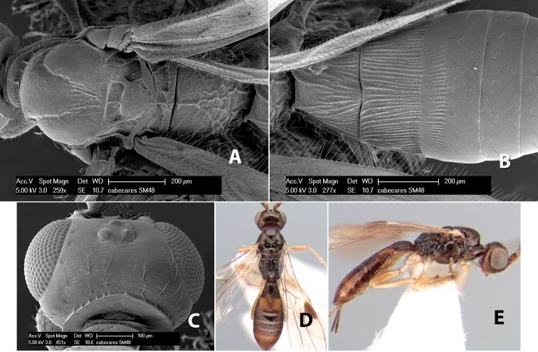 Figure 217.