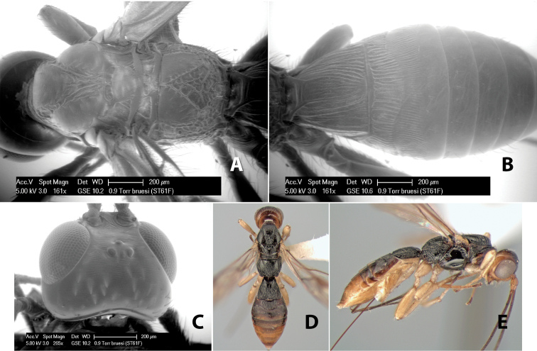 Figure 22 A-E.