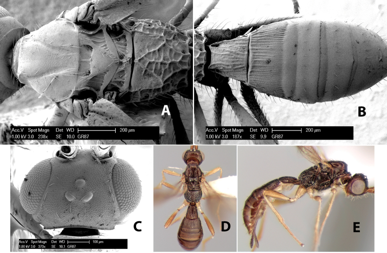 Figure 137.