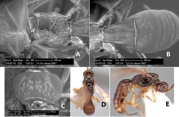 Figure 281.