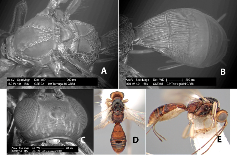 Figure 198.