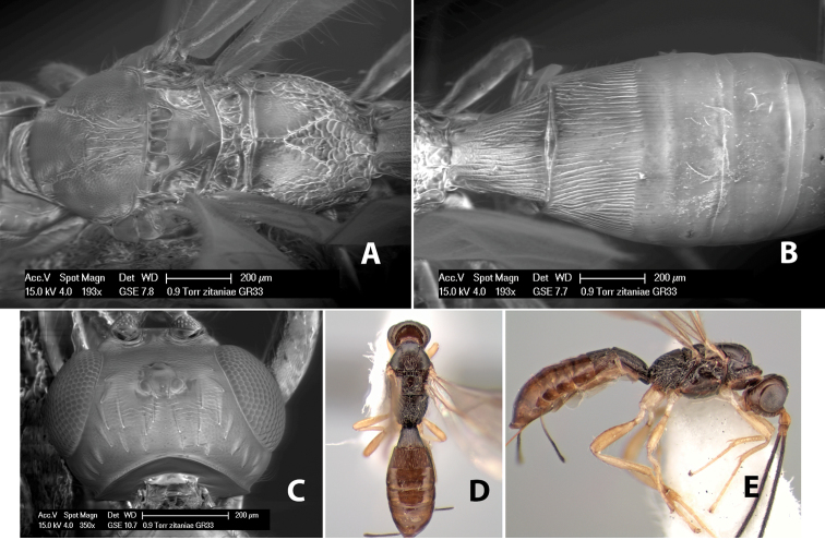 Figure 205.