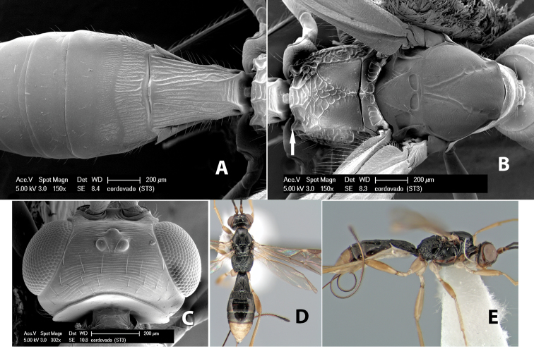 Figure 29.