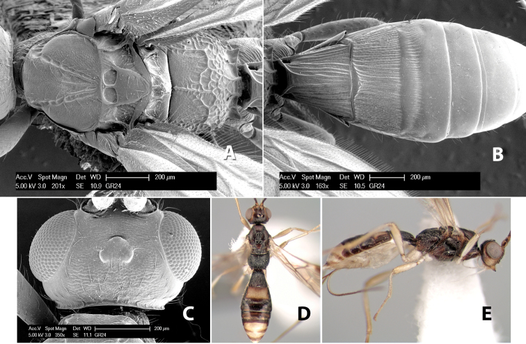 Figure 142.